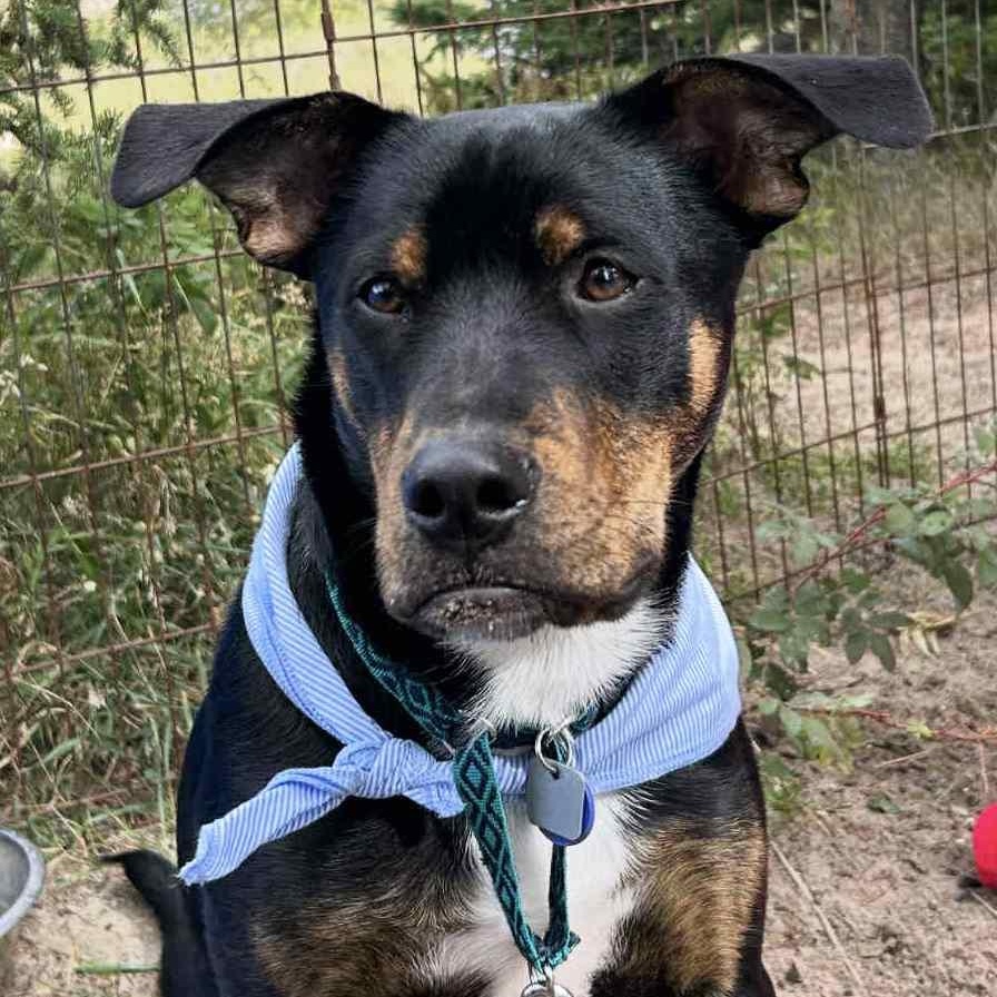 Gibby - Fostered near Grand Rapids, Adoptable, Young Male Mixed Breed & Labrador Retriever.