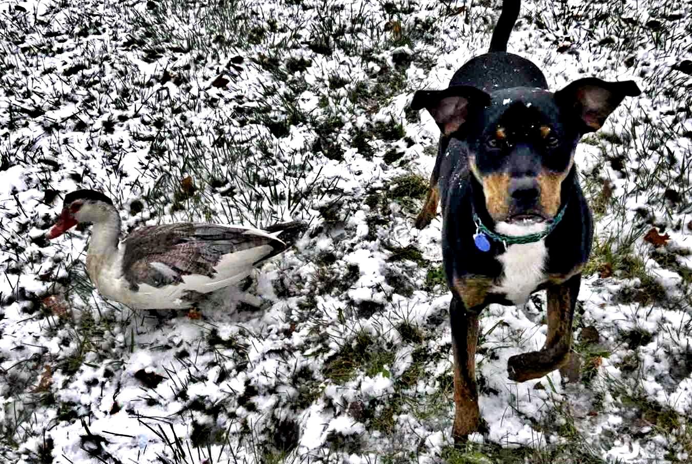 Gibby - Fostered near Grand Rapids, a Adoptable mixed breed in cedar springs, MI image 3/5