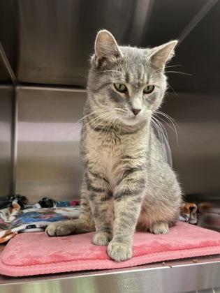 Hobo, a Adoptable mixed breed in Fergus Falls, MN image 1/3