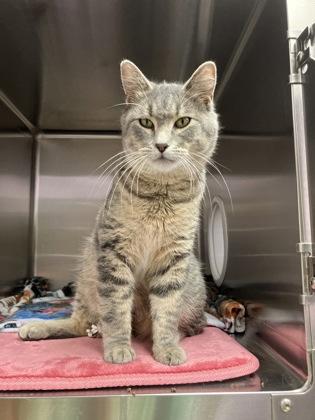 Hobo, a Adoptable mixed breed in Fergus Falls, MN image 2/3