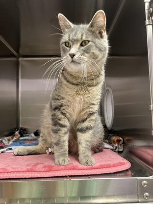 Hobo, a Adoptable mixed breed in Fergus Falls, MN image 3/3