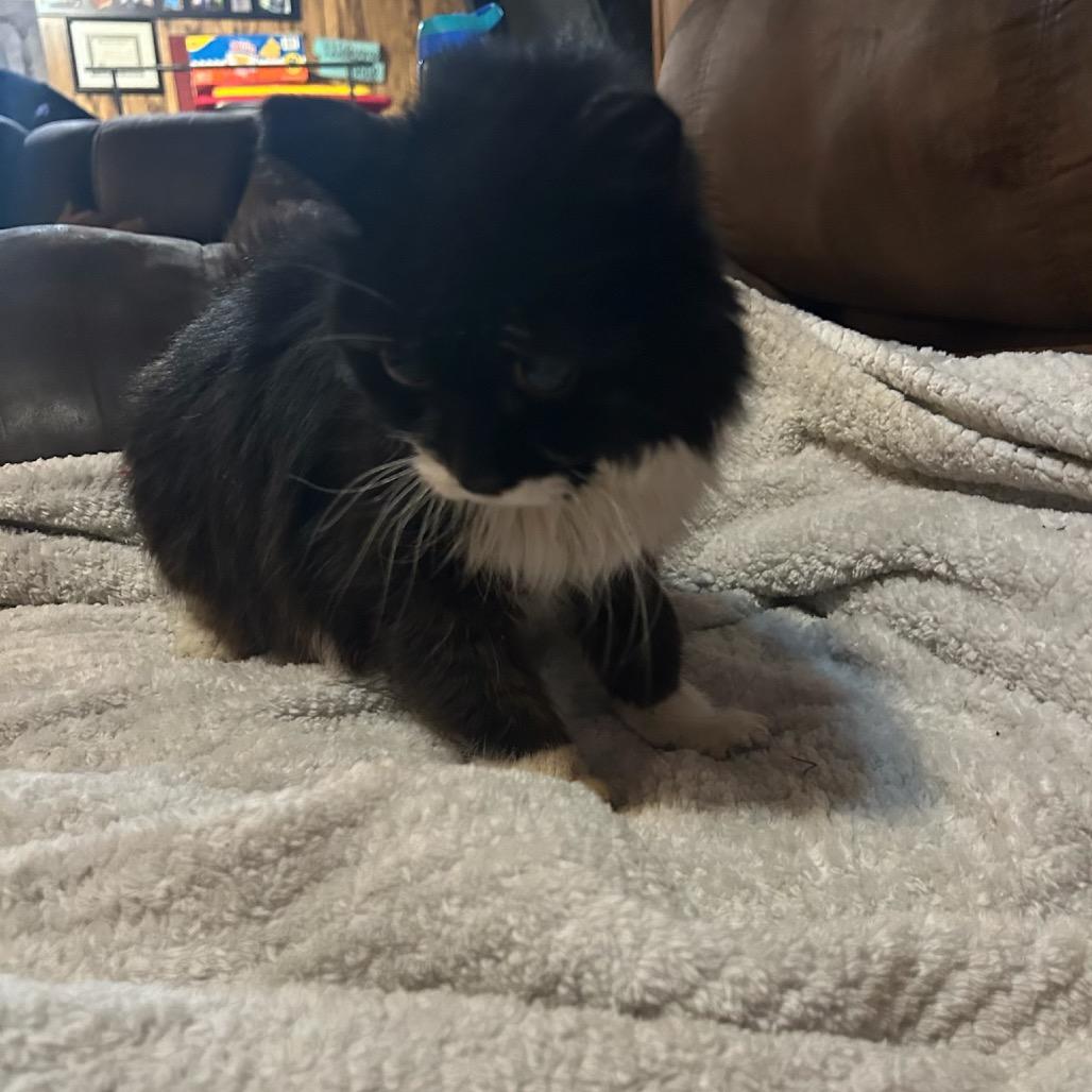 Remi (visually impaired), Adoptable, Adult Female Domestic Long Hair.