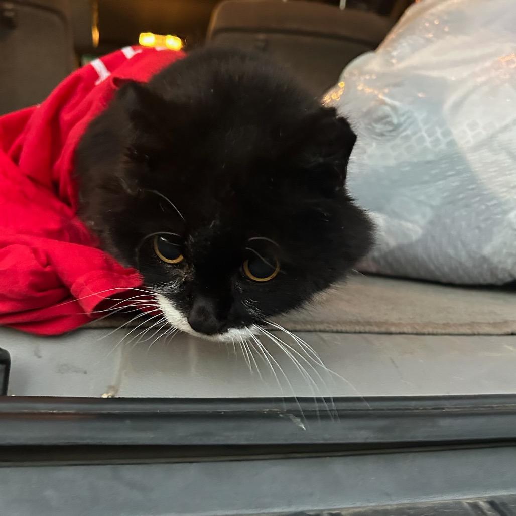 Remi (visually impaired), a Adoptable Domestic Long Hair in Parrish, AL image 1/2