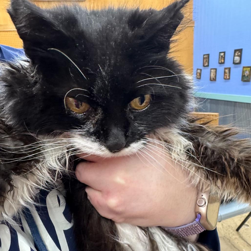 Remi (visually impaired), a Adoptable Domestic Long Hair in Parrish, AL image 2/2