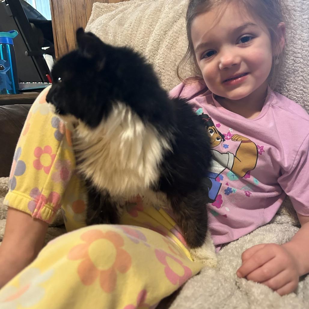 Enlarge Remi (visually impaired), a Adoptable Domestic Long Hair in Parrish, AL image 4/5