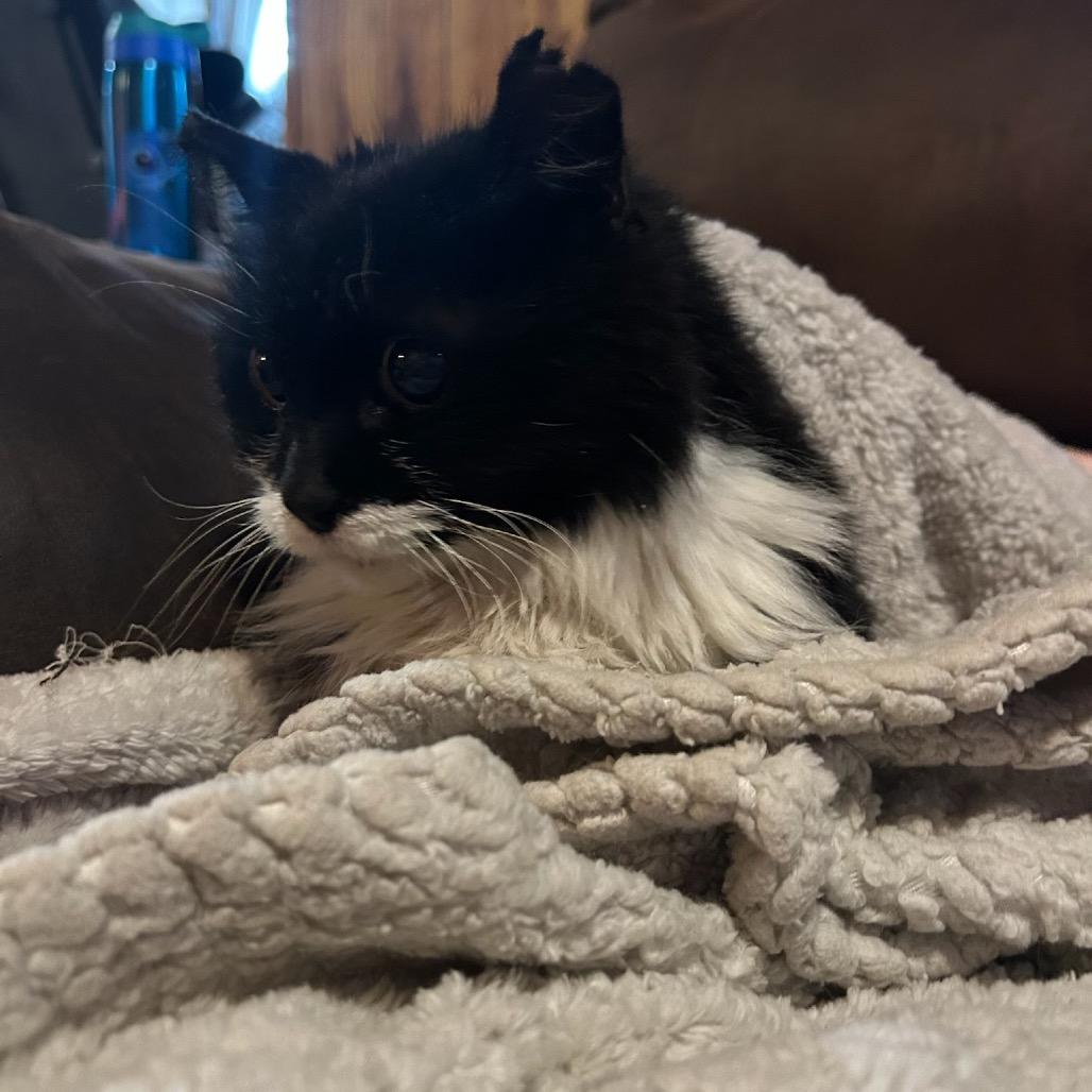 Enlarge Remi (visually impaired), a Adoptable Domestic Long Hair in Parrish, AL image 5/5