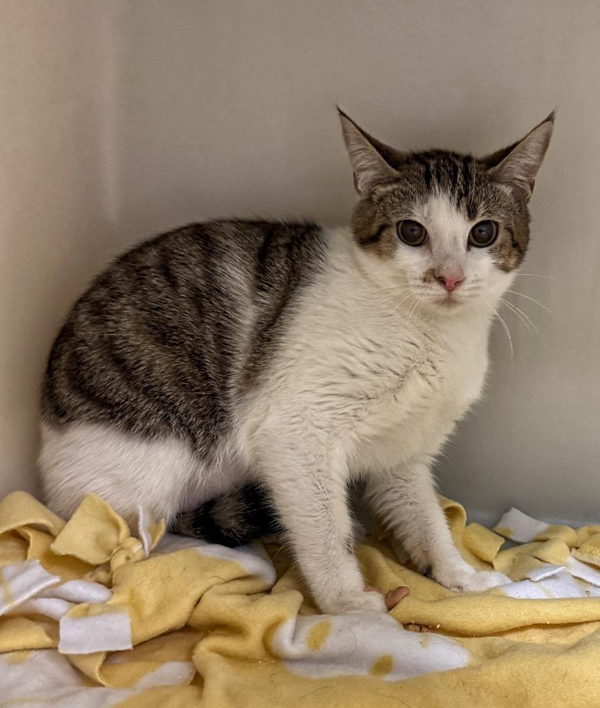 Enlarge Fiona, a Adoptable mixed breed in Columbia, TN image 2/2