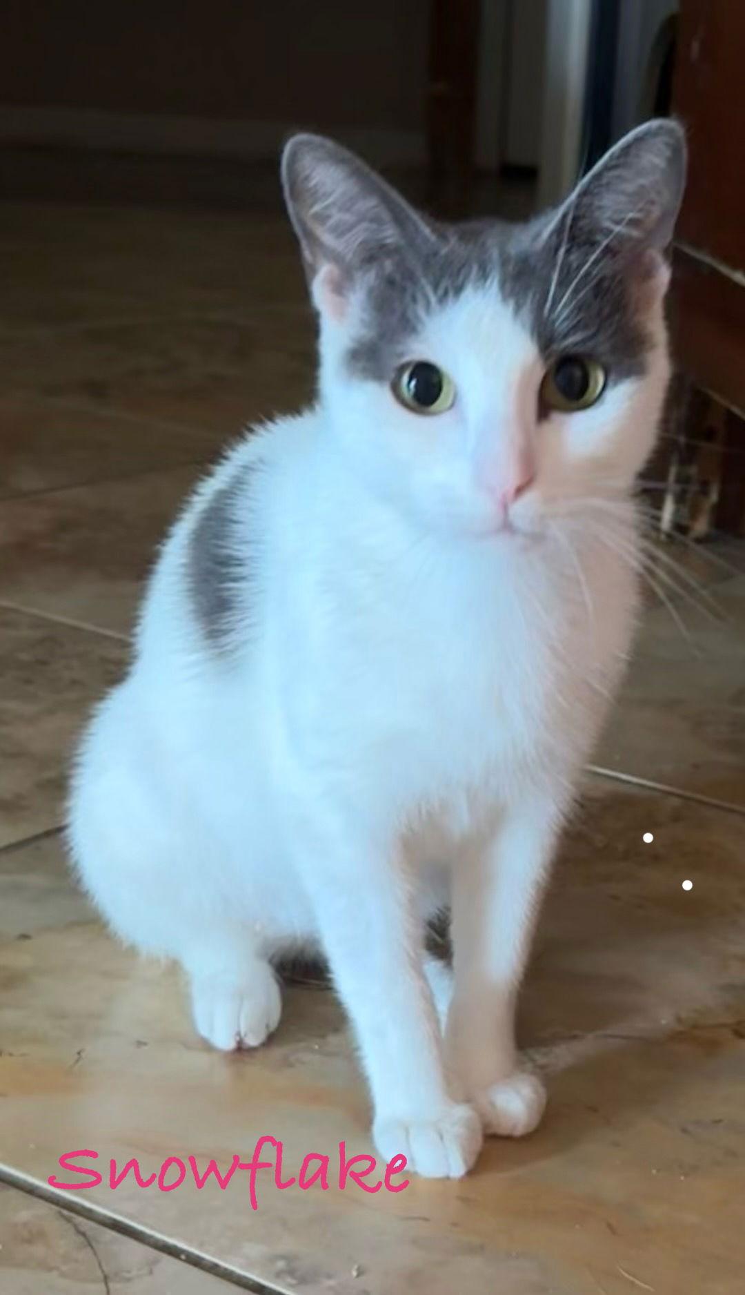 Enlarge Snowflake, a Adoptable mixed breed in Longwood, FL image 2/3