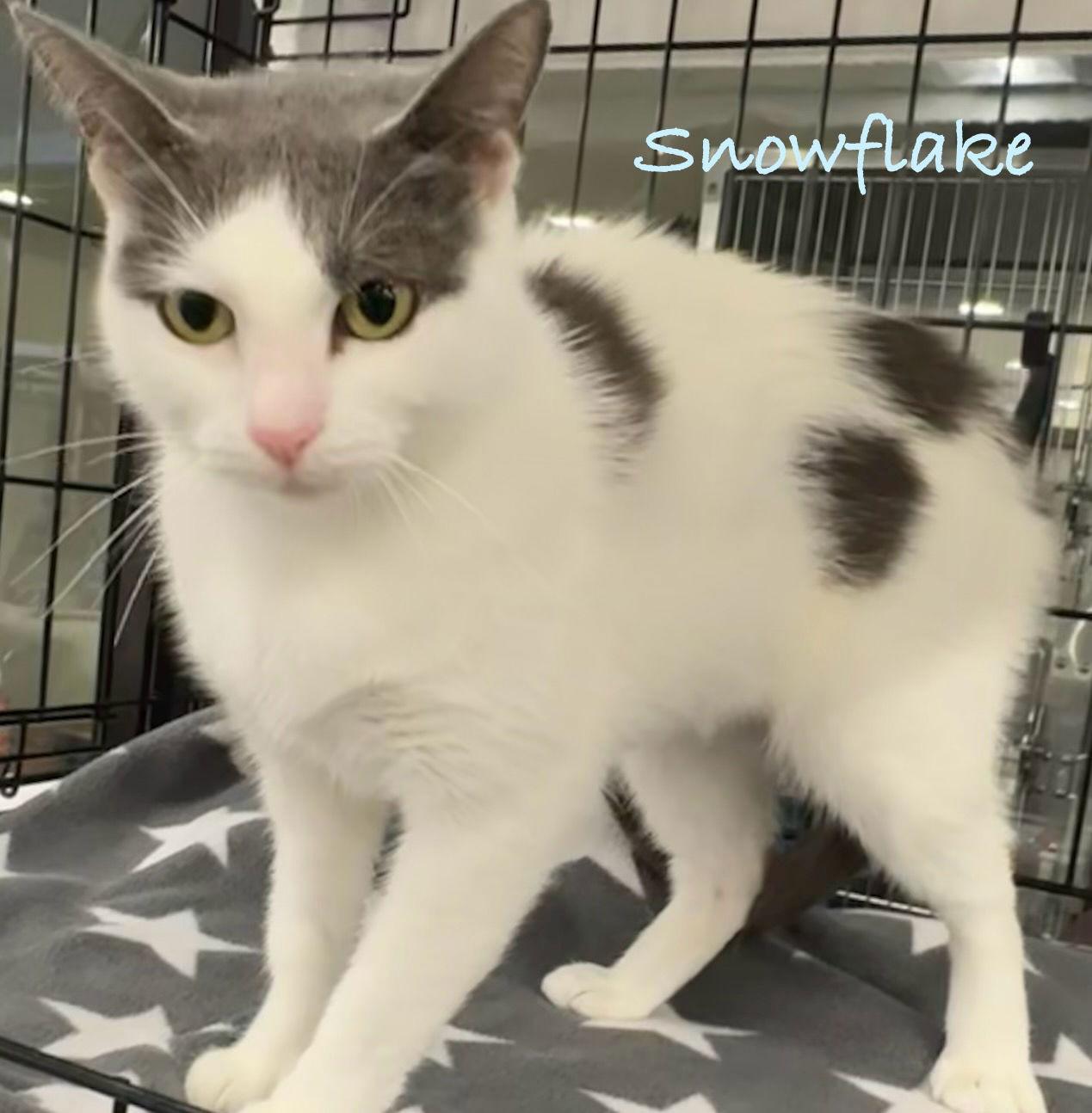 Snowflake, a Adoptable mixed breed in Longwood, FL image 2/3