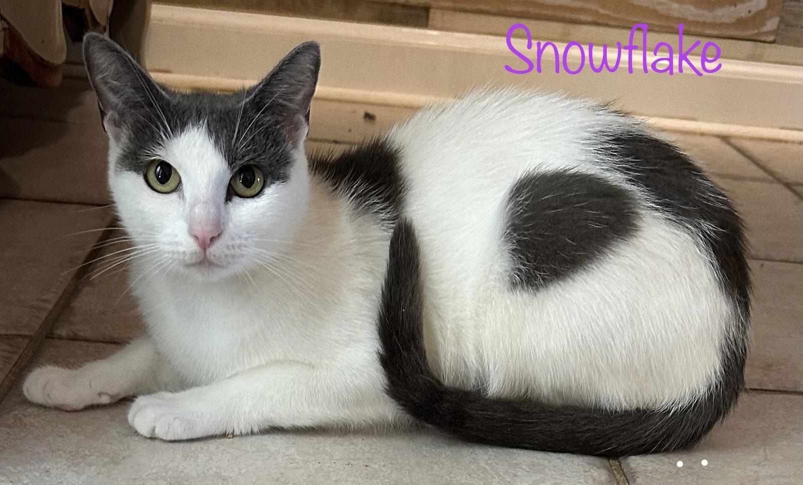 Snowflake, a Adoptable mixed breed in Longwood, FL image 3/3