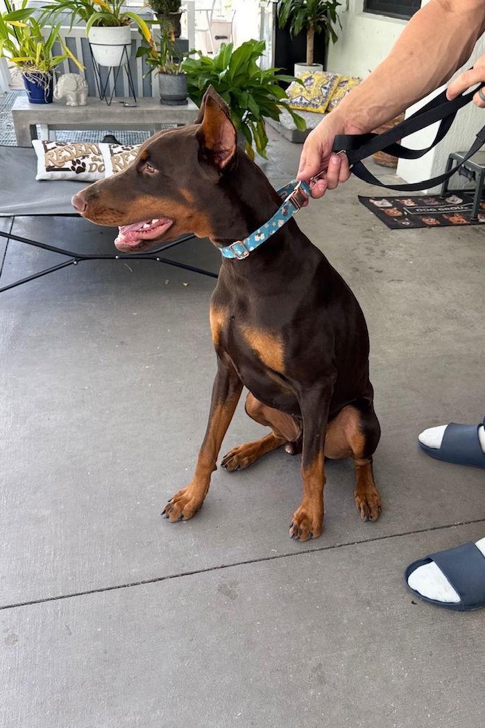 Horus 3532, Adoptable, Young Male Doberman Pinscher.