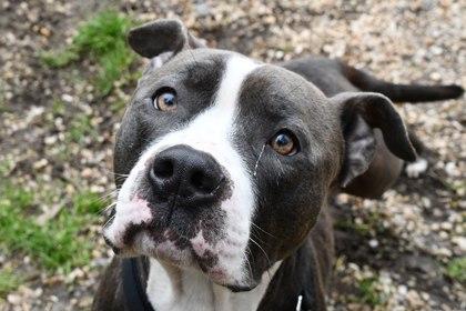 Bowie — thumbnail 2