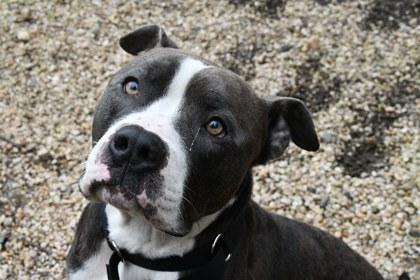 Bowie — thumbnail 3