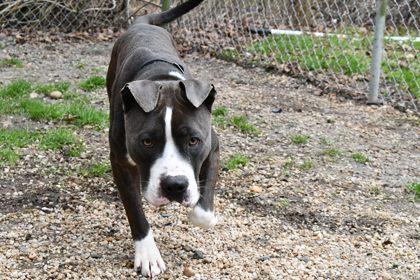 Bowie — thumbnail 4