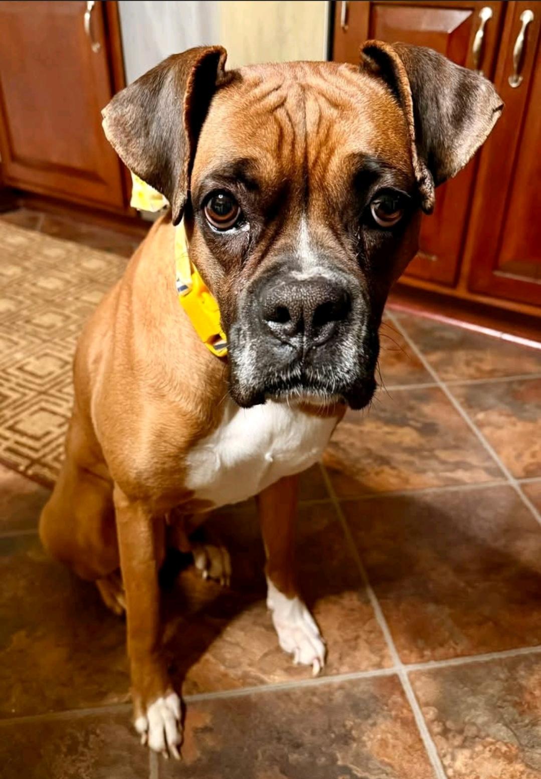Lulu-boxer thumbnail 2