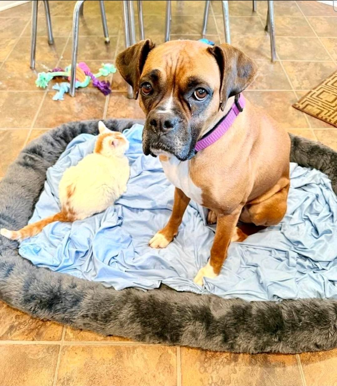 Lulu-boxer thumbnail 3