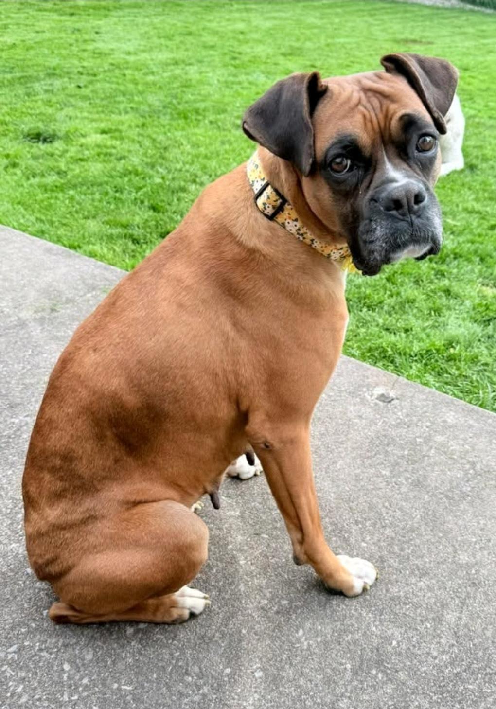 Lulu-boxer photo 1