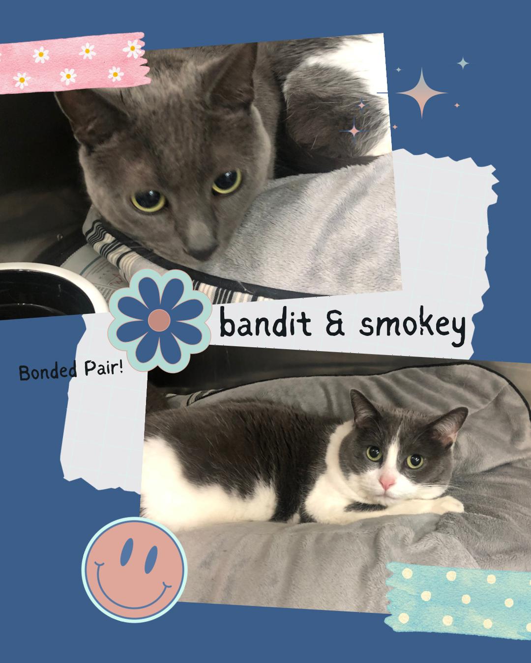 Bandit & Smokey, ADOPTABLE, Adult Female Domestic Short Hair.