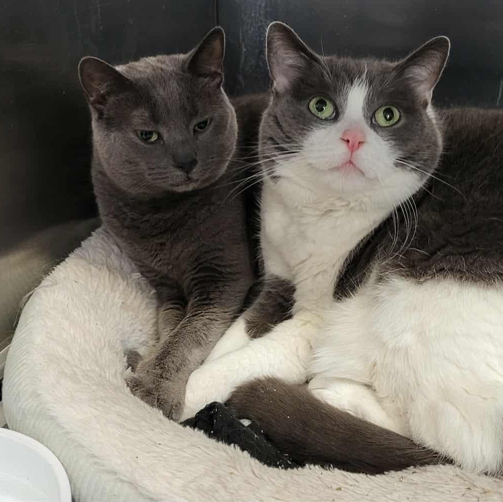 Bandit & Smokey, ADOPTABLE, Adult Female Domestic Short Hair.
