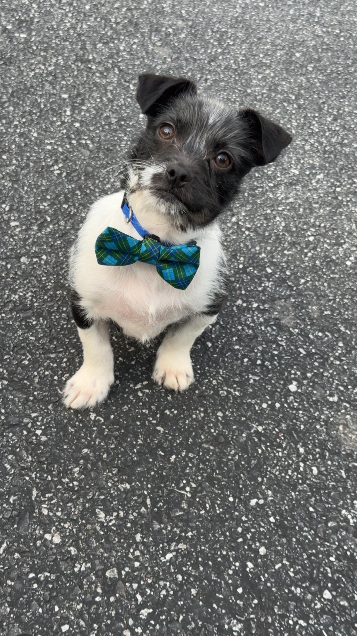 Stiles, adoptable, Puppy Male Wirehaired Terrier & Chihuahua.