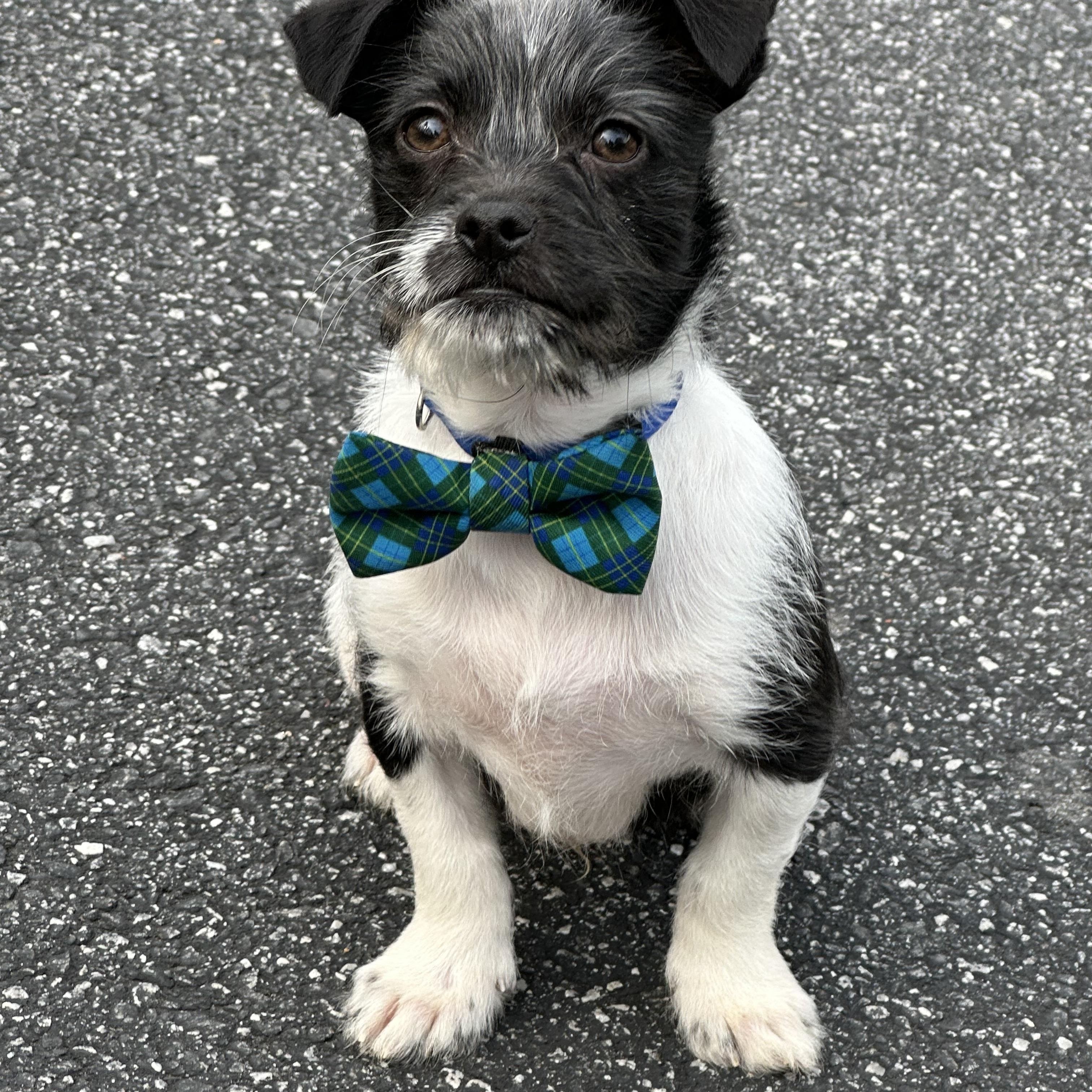 Enlarge Stiles, an adoptable mixed breed in Maiden, NC image 4/4