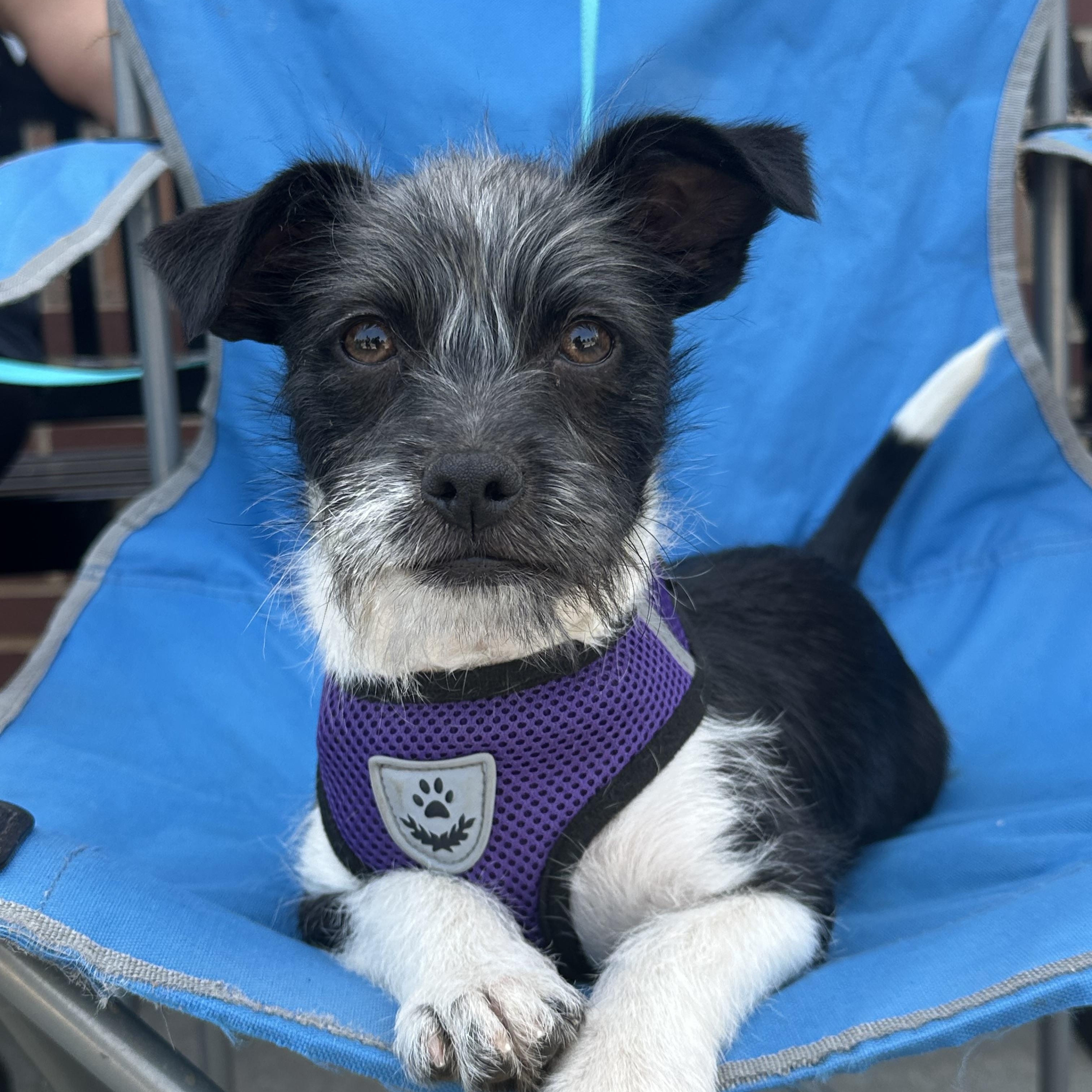 Stiles, adoptable, Puppy Male Japanese Chin & Jack Russell Terrier.