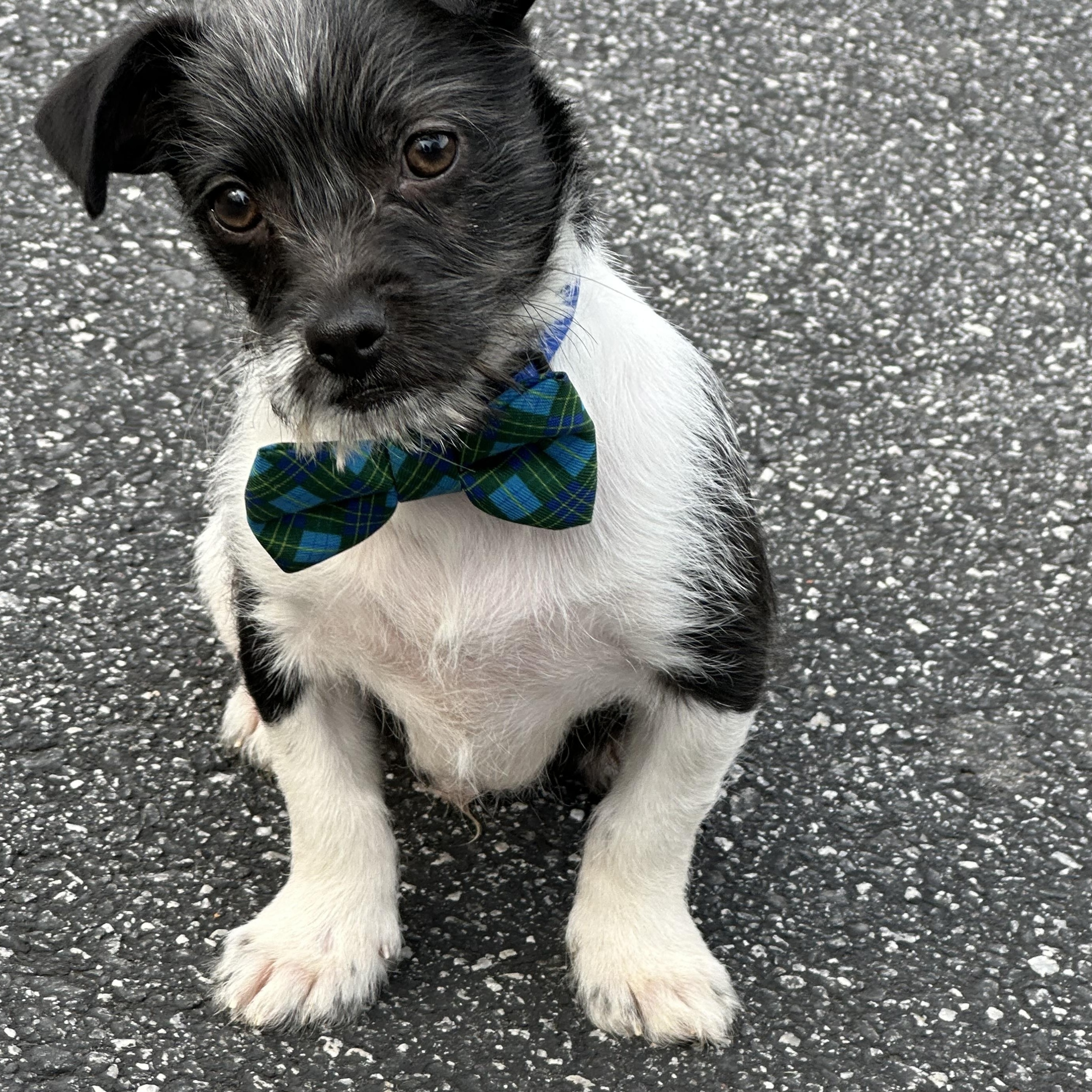 Enlarge Stiles, an adoptable mixed breed in Maiden, NC image 3/4