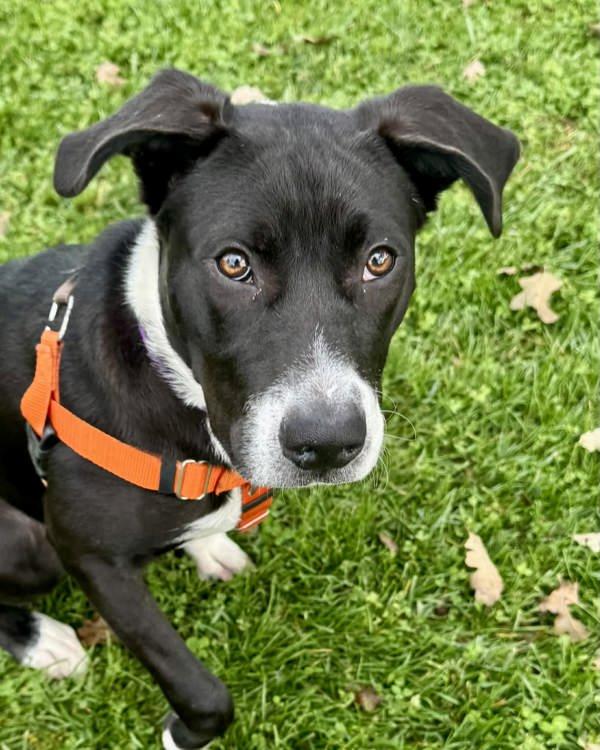 Enlarge Gobi, a Adoptable mixed breed in Novato, CA image 1/6