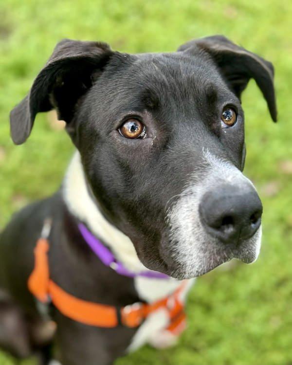 Enlarge Gobi, a Adoptable mixed breed in Novato, CA image 2/6