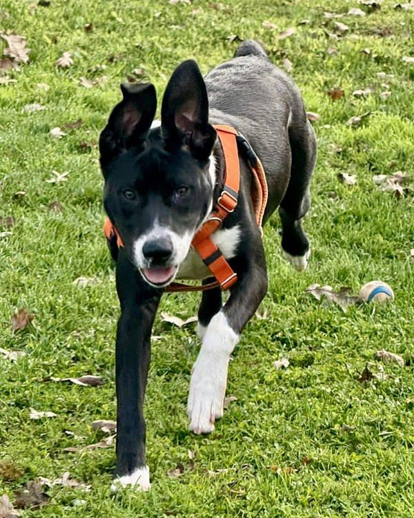 Enlarge Gobi, a Adoptable mixed breed in Novato, CA image 3/6