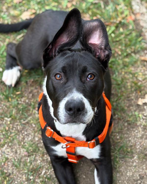 Enlarge Gobi, a Adoptable mixed breed in Novato, CA image 4/6
