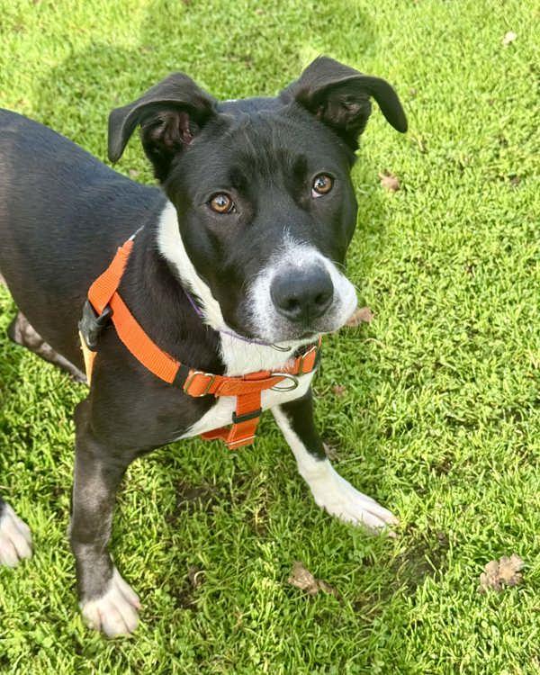 Enlarge Gobi, a Adoptable mixed breed in Novato, CA image 5/6