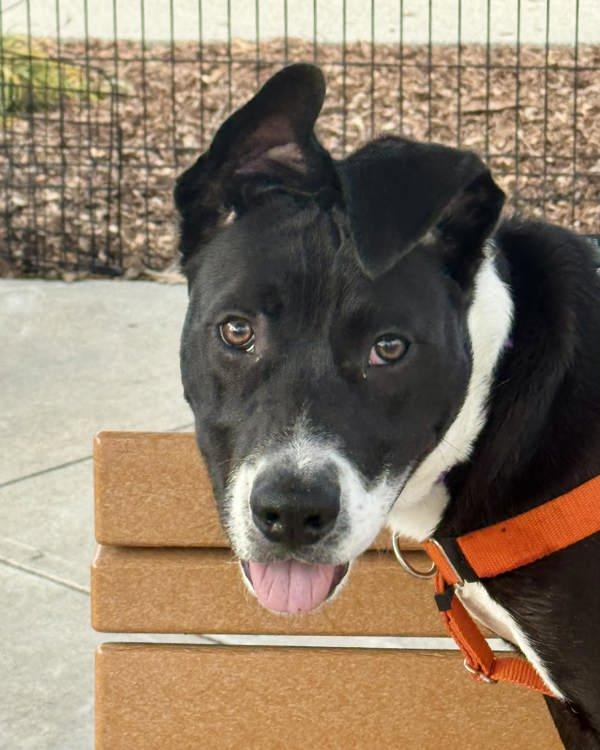 Enlarge Gobi, a Adoptable mixed breed in Novato, CA image 6/6