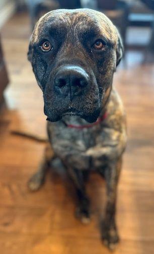 Enlarge Jake, a ADOPTABLE Mastiff in Larkspur, CO image 2/3