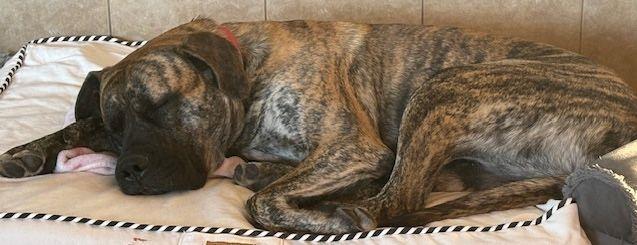 Enlarge Jake, a ADOPTABLE Mastiff in Larkspur, CO image 3/3