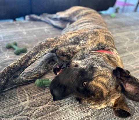 Enlarge Jake, a ADOPTABLE Mastiff in Larkspur, CO image 1/3