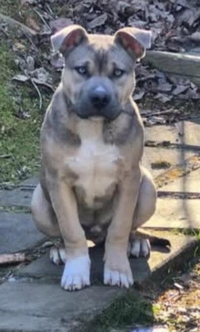 Enlarge Lincoln, a Adoptable Pit Bull Terrier in Chattanooga, TN image 1/2