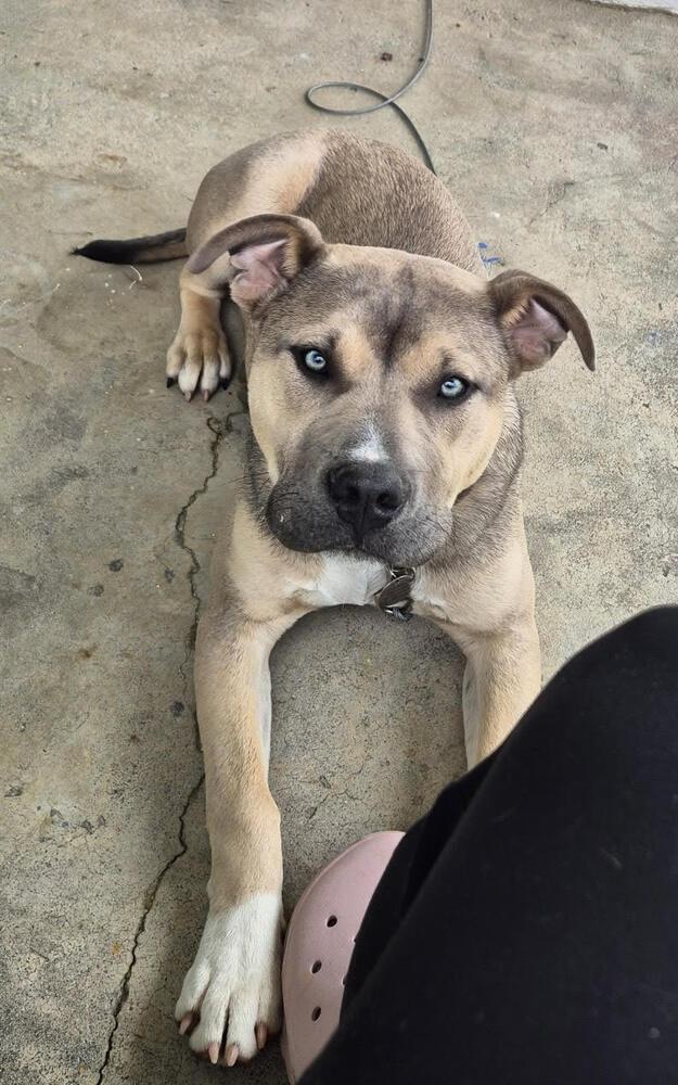 Enlarge Lincoln, a Adoptable Pit Bull Terrier in Chattanooga, TN image 2/2