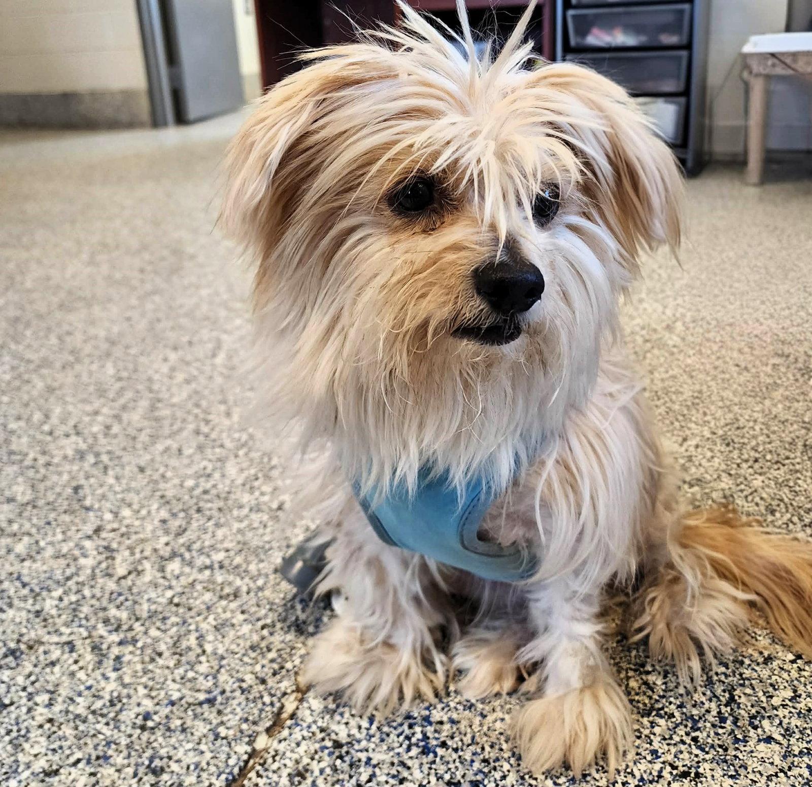 Caesar, Adoptable, Young Male Mixed Breed.