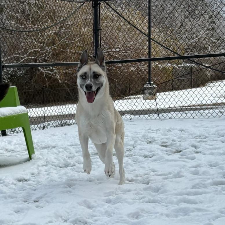 Enlarge Oxana, a Adoptable Husky in Chatham, VA image 1/5