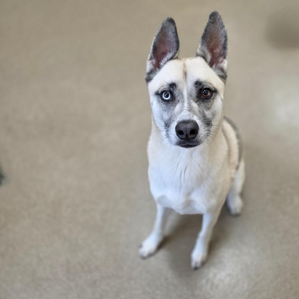 Enlarge Oxana, a Adoptable Husky in Chatham, VA image 2/5