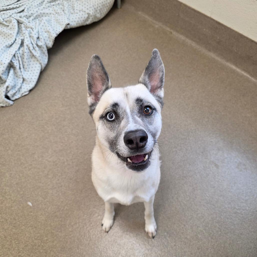 Enlarge Oxana, a Adoptable Husky in Chatham, VA image 3/5