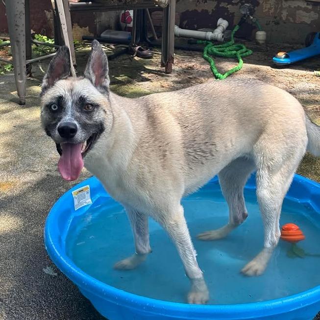 Enlarge Oxana, a Adoptable Husky in Chatham, VA image 4/5