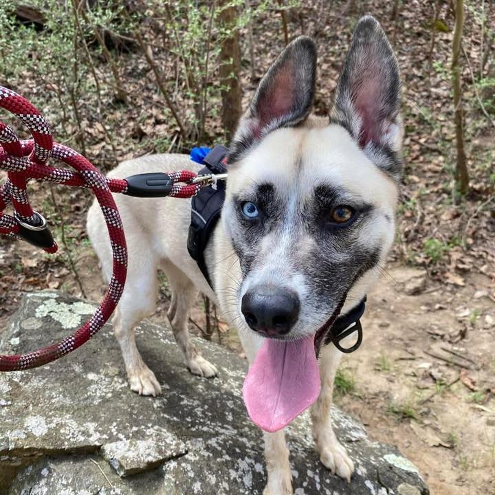 Enlarge Oxana, a Adoptable Husky in Chatham, VA image 5/5