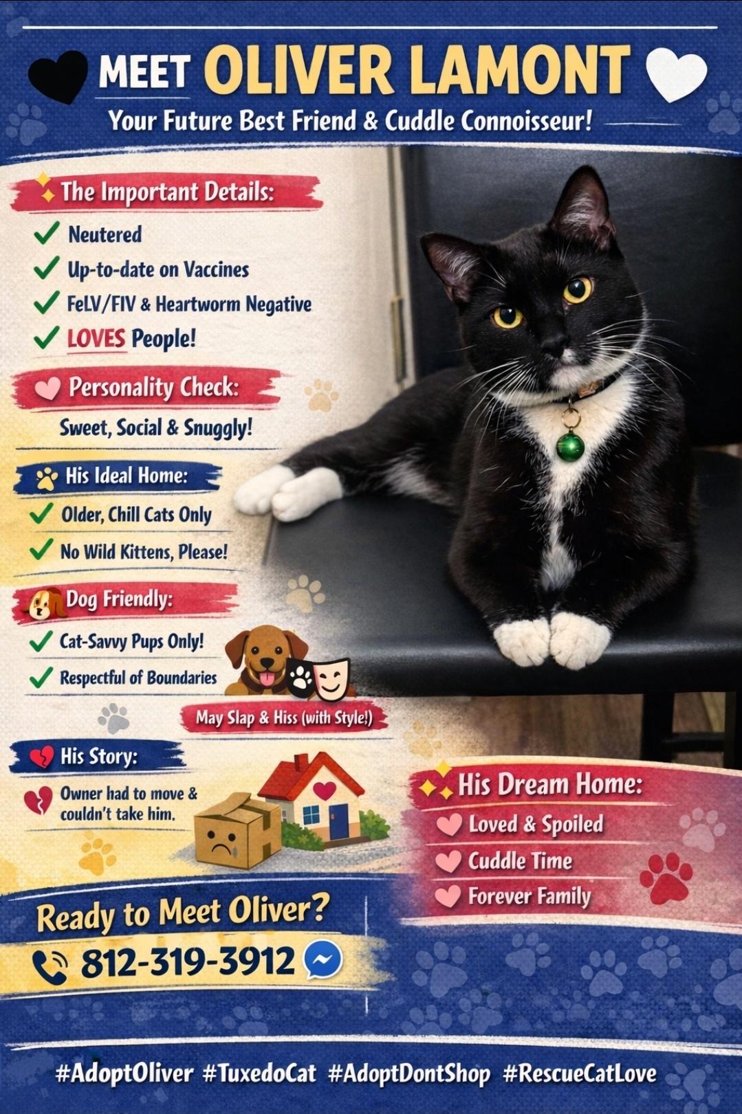 Enlarge Oliver Lamont, a ADOPTABLE Domestic Short Hair in Central City, KY image 1/1