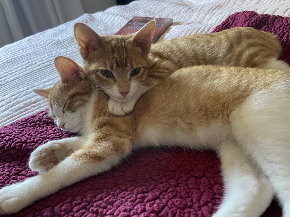 Poppy — thumbnail 2