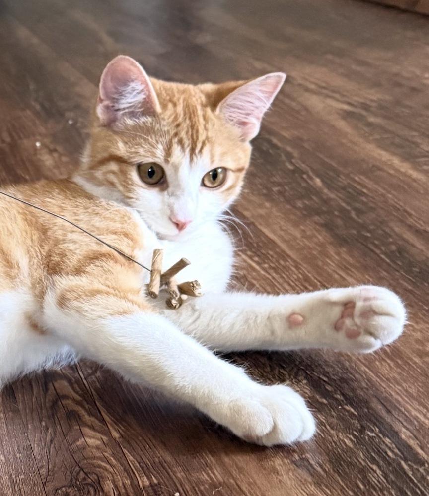 Poppy — thumbnail 3