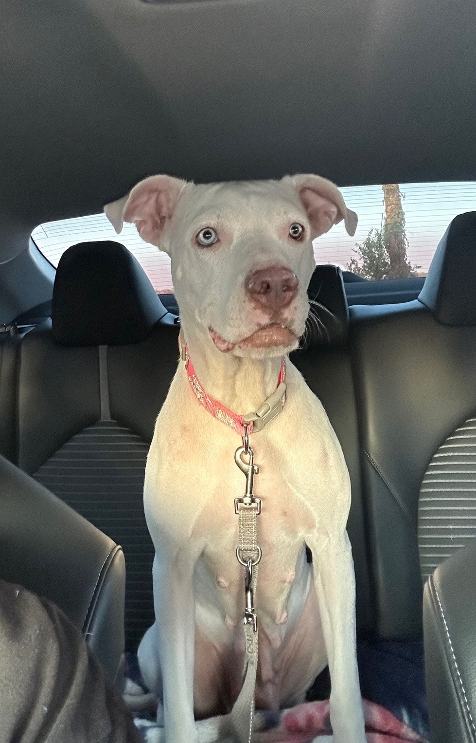 Dog for adoption Luna, a Pit Bull Terrier Mix in Olympia, WA Petfinder