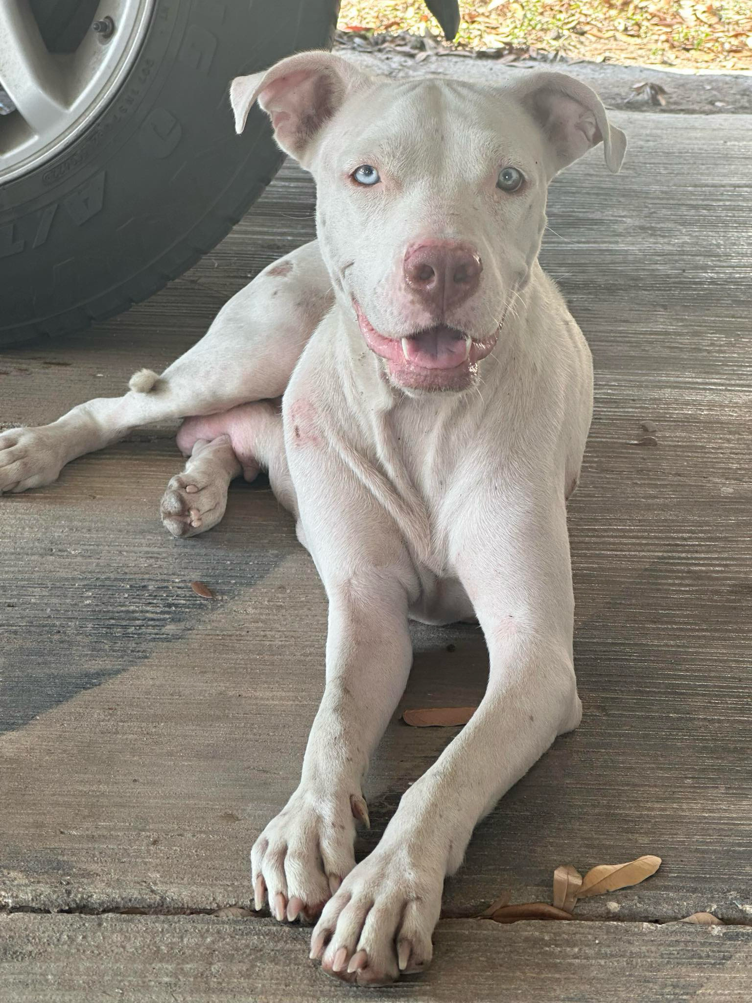 Dog for adoption Luna, a Pit Bull Terrier Mix in Olympia, WA Petfinder