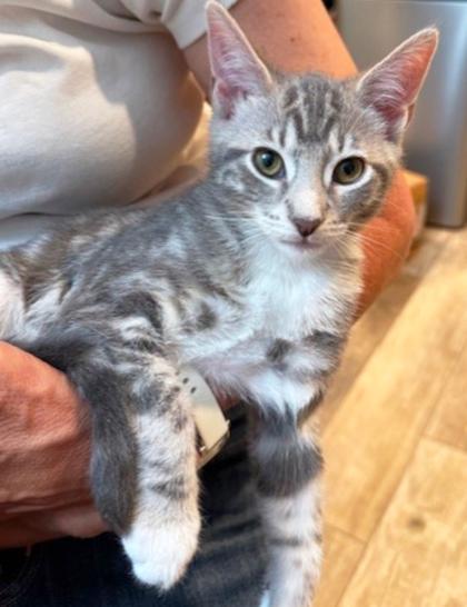 Enlarge Celeste, a Adoptable Domestic Short Hair in Encinitas, CA image 1/3